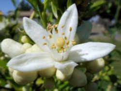 Florida State Flower: Orange Blossom