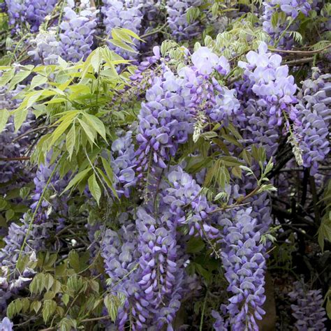 Chinese Wisteria | Plants Express