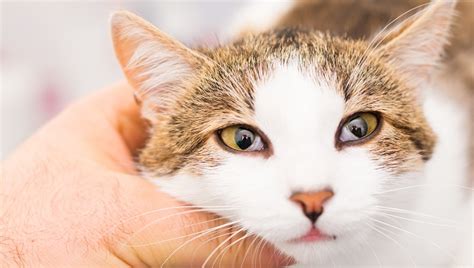 Horner's Syndrome In Cats: Symptoms, Causes, & Treatments - CatTime