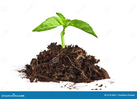 Growing young plant stock image. Image of garden, beginnings - 9141463