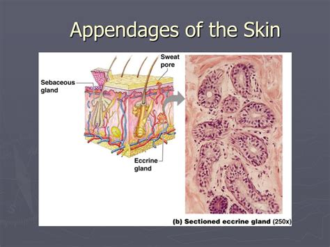 PPT - Skin Appendages PowerPoint Presentation, free download - ID:6160266