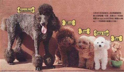 Poodle comparison sizes | Poodle dog, Toy poodle, Toy poodle size