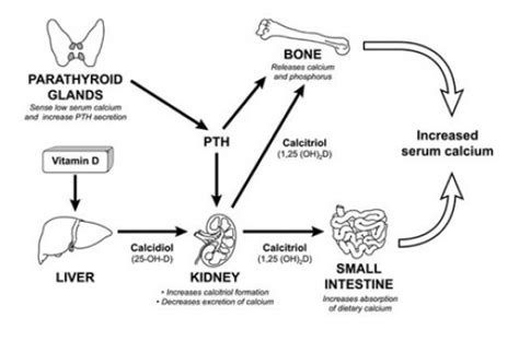 Roles of Vitamin D for Calcium Absorption in Our Body Digestive System