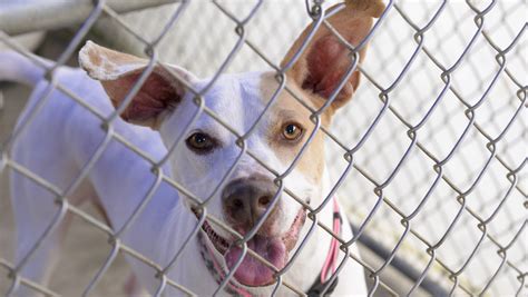 Cass County Animal Shelter / Cass County Animal Control to host fifth ...