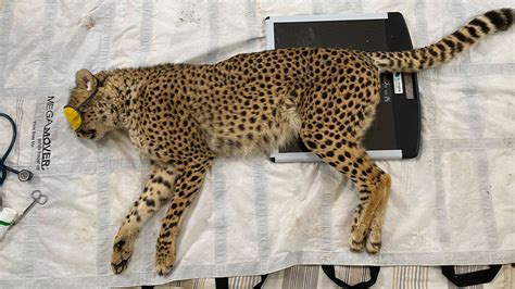 Resident Cheetah Duma Gets Physiotherapy • Cheetah Conservation Fund