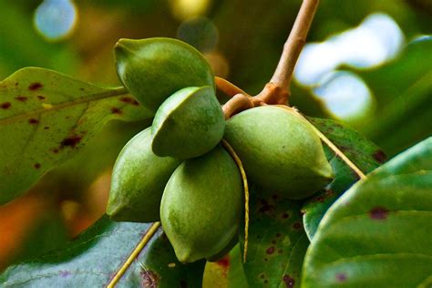 17 AWESOME BENEFITS OF THE TROPICAL ALMOND. Tropical almond is a powerful but yet underutilised ...