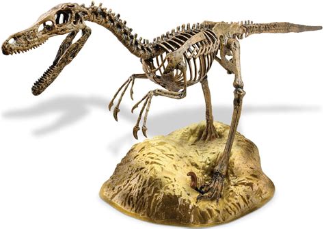 Velociraptor Skeleton