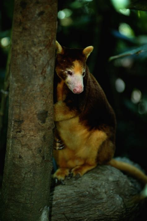 Mammals in the Rainforest | Sciencing