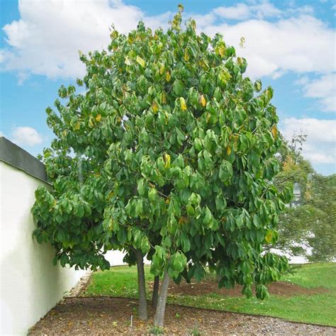 1 Gal. Paw Paw Seedling Fruit Tree PAWPAW01G - The Home Depot