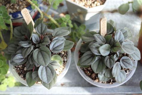 The Top Peperomia Benefits to Know About - The Practical Planter