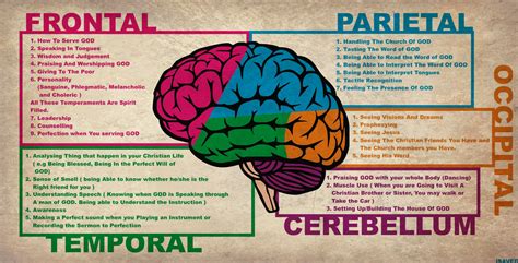 Labels Of The Brain