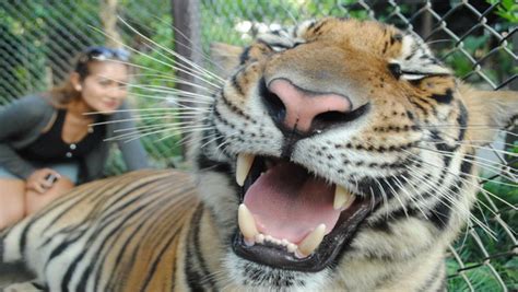 Tiger Kingdom Chiang Mai : Get Up Close and Personal