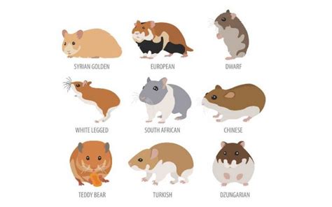 Hamster Breeds - Hamster Happy - Most popular Hamster Breeds in UK