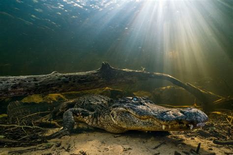 Everglades Alligator Image | National Geographic Photo of the Day
