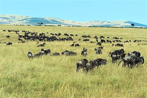 ENVIRONMENTAL ISSUES – The Serengeti National Park