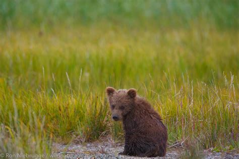 Brown Bear Cubs | Photos by Ron Niebrugge