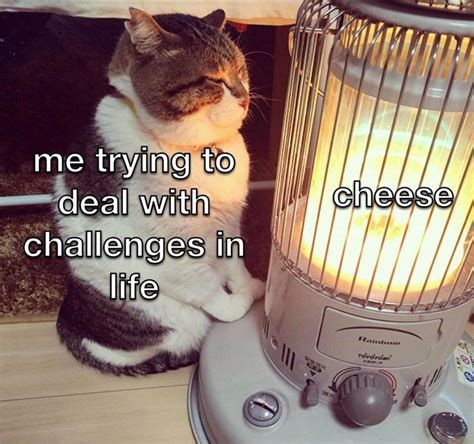 33 Purrfect Cat Memes For All The Grumpy Cats On Monday Morning ...