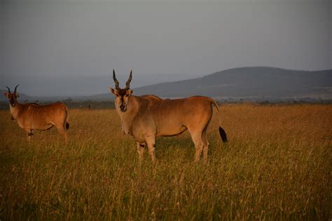 Kenya Wildlife Conservancies Association