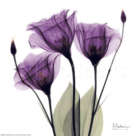 Image result for x ray photography flowers | Purple wall art, Albert koetsier, Xray art