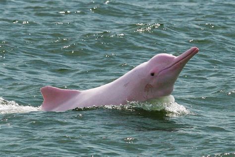 Connie's Blog: Now for a Limited Time Only in Hong Kong--Pink Dolphins