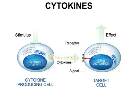 Discover the role of cytokines in the body | Helvetica Health Care