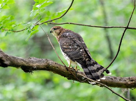 Cooper's Hawk Nesting (All You Need To Know) | Birdfact