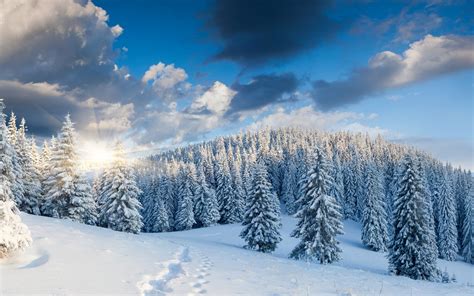 Winter forest landscape wallpaper | nature and landscape | Wallpaper Better