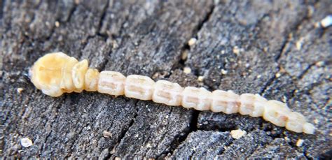 Flat Headed Borer – Identification | Walter Reeves: The Georgia Gardener