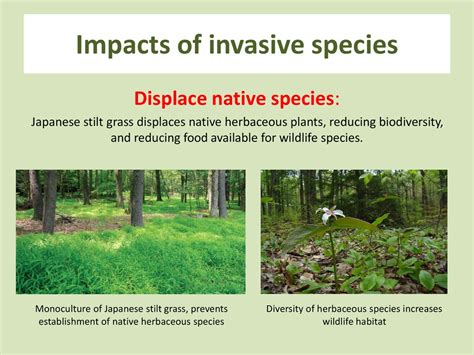 Invasive Species An introduction. - ppt download