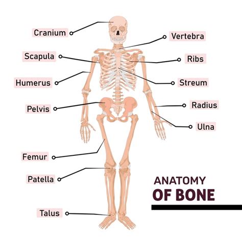 1,541 All Bones Human Skeleton Images, Stock Photos, 3D objects, & Vectors | Shutterstock