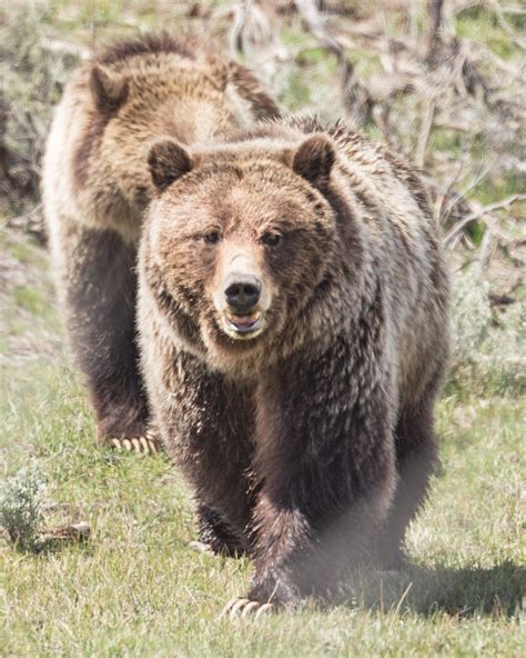 How to Find and Photograph Bears in Yellowstone | PetaPixel