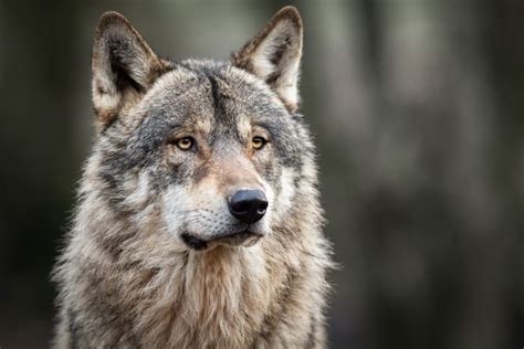 Wolf Symbolism, Wolf Meaning & the Wolf Spirit Animal | UniGuide