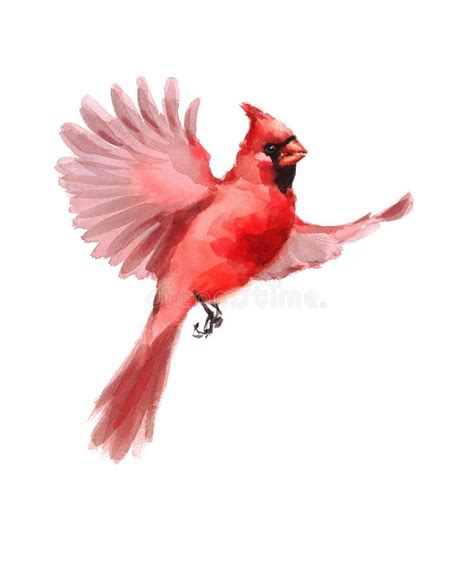 Flying Bird Cardinal, Hand Drawing Stock Illustration - Illustration of drawn, isolated: 195656211