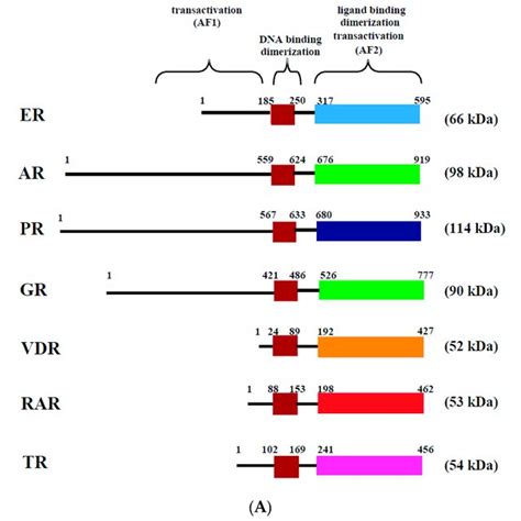 Structure and mechanisms of action of the estrogen receptor (ER). (A)... | Download Scientific ...