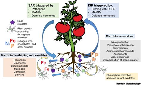 Plant Microbiome Engineering: Expected Benefits for Improved Crop ...