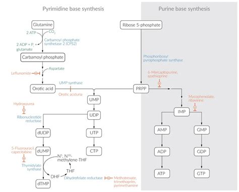 Salvage Pathway: Purine and Pyrimidine Nucleotide Synthesis