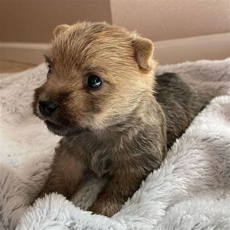 Northwest Cairn Terriers in 2020 | Cairn terrier puppies, Cairn terrier, Terrier puppies