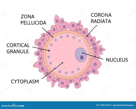 Ovum Anatomy Vector Illustration Isolated on White Background. Stock ...