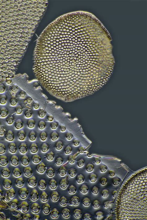 Fossil Diatoms, Light Micrograph Photograph by Frank Fox