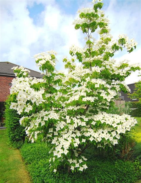 Japanse Kornoelje 'Milky Way' (Cornus kousa "Milky Way") | MijnTuin.org | tuin | Pinterest ...