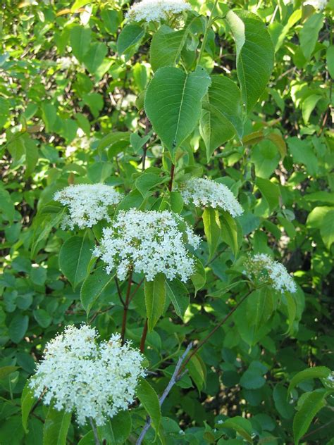 Viburnum lentago - Bird Gardens