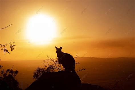 Kangaroo Silhouette Watching Sunset On Hill In Queensland Photo Background And Picture For Free ...