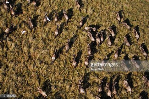 64 Wildebeest Migration Aerial Stock Photos, High-Res Pictures, and Images - Getty Images