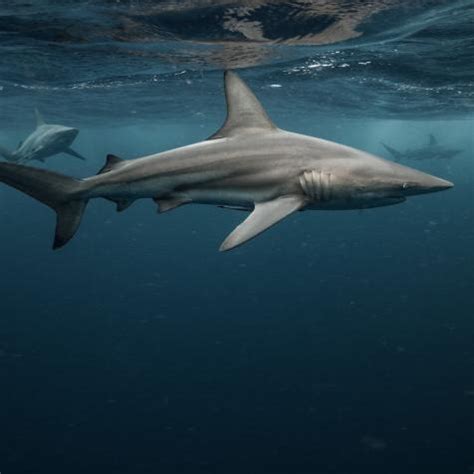 Endangered Sharks of the World | Nature and Wildlife | Discovery