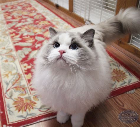 MeowMonday‬ Gizmo's fluffy white fur has us dreaming of a winter ...