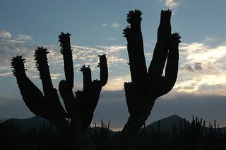 Cactus silhouette, flower buds, blue sky, clouds, desert h… | Flickr