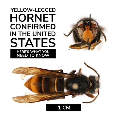 Watch out for yellow-legged hornet | OSU Extension Greene County