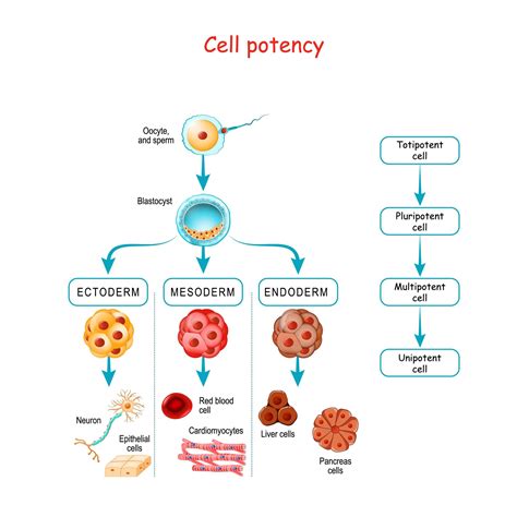 Unipotent Stem Cells Definition