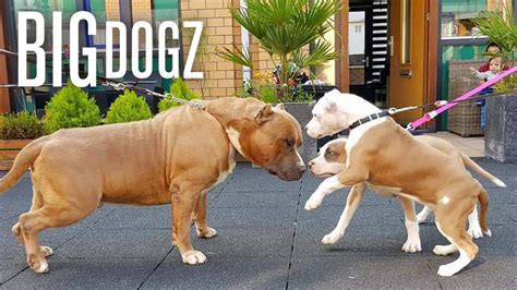 Our Giant Pitbull Family | BIG DOGZ - YouTube