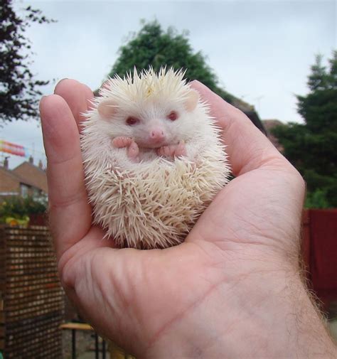 Gallery Of Hoglets - | Albino hedgehog, Hedgehog, Cute animals